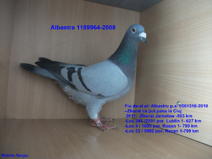 Albastra-1189964-2008