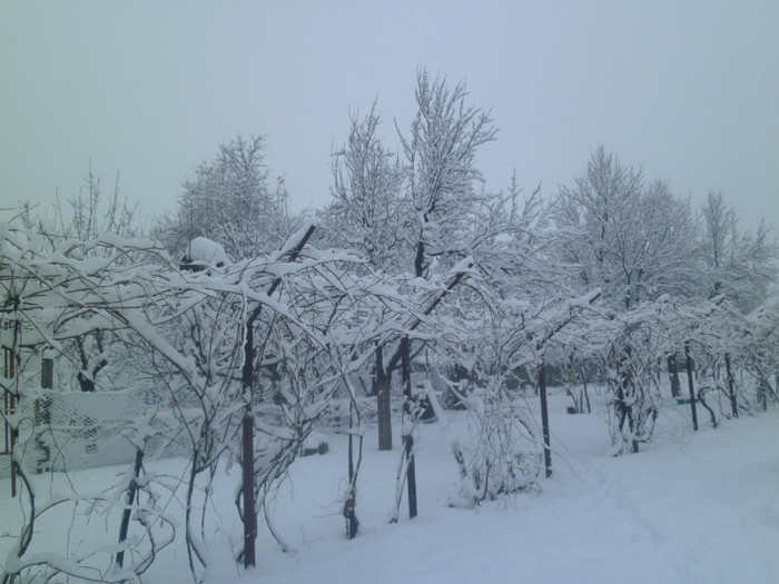 P1010838 - Sacrificarea porcului