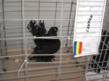 expo tarnava 2012
