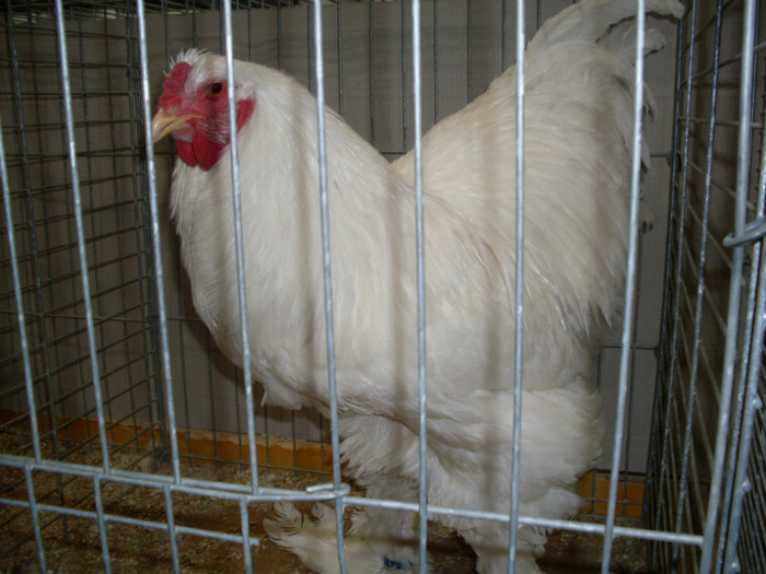 SDC11832
