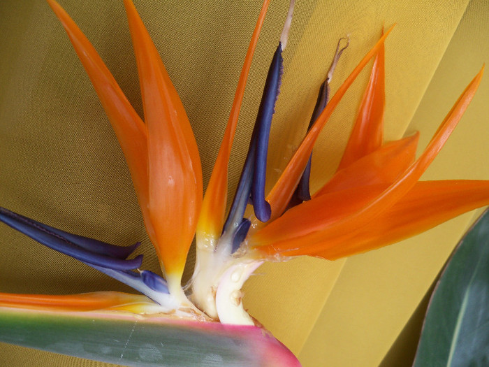 09.12.2012 - STRELITZIA - PASAREA PARADISULUI