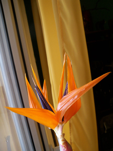 09.12.2012 - STRELITZIA - PASAREA PARADISULUI