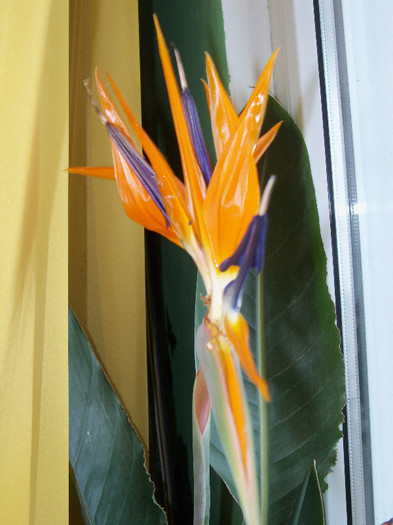 09.12.2012 - STRELITZIA - PASAREA PARADISULUI