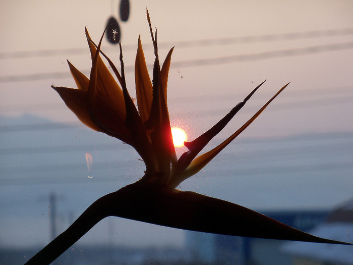 11.12.2012 - STRELITZIA - PASAREA PARADISULUI