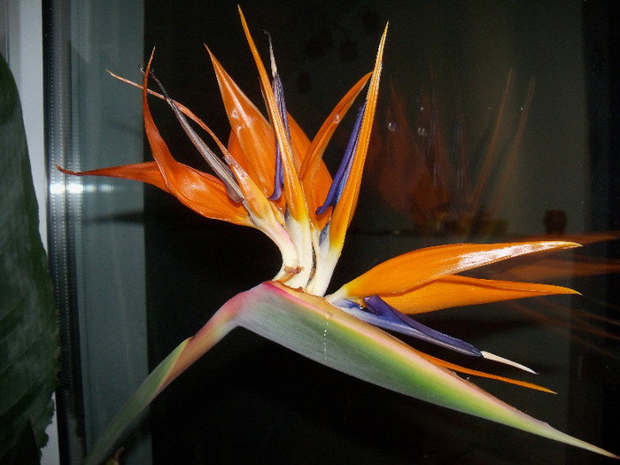 12.12.2012 - deschisa complet - STRELITZIA - PASAREA PARADISULUI