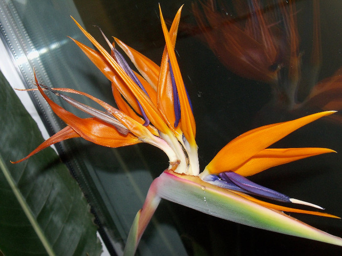 12.12.2012 - deschisa complet - STRELITZIA - PASAREA PARADISULUI