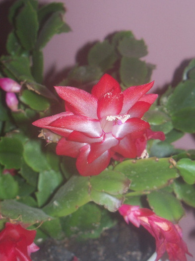 101_6292 - SCHLUMBERGERA TRUNCATA