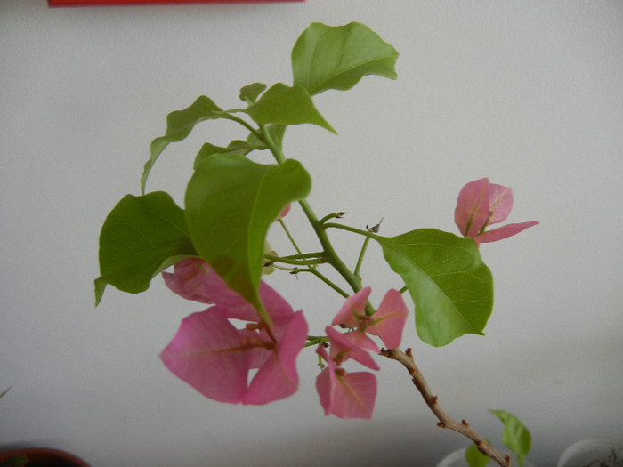 Bougainvillea Vera Pink (2012, Nov.30) - Bouga Vera Pink