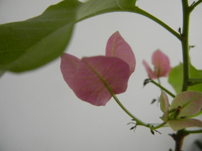 Bougainvillea Vera Pink (2012, Nov.30) - Bouga Vera Pink