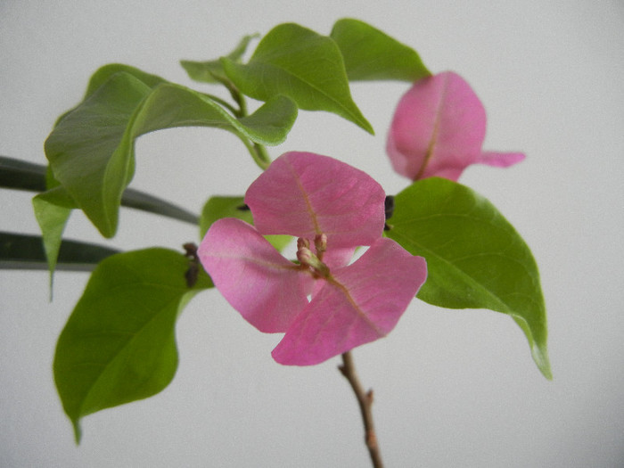 Bougainvillea Vera Pink (2012, Dec.08) - Bouga Vera Pink