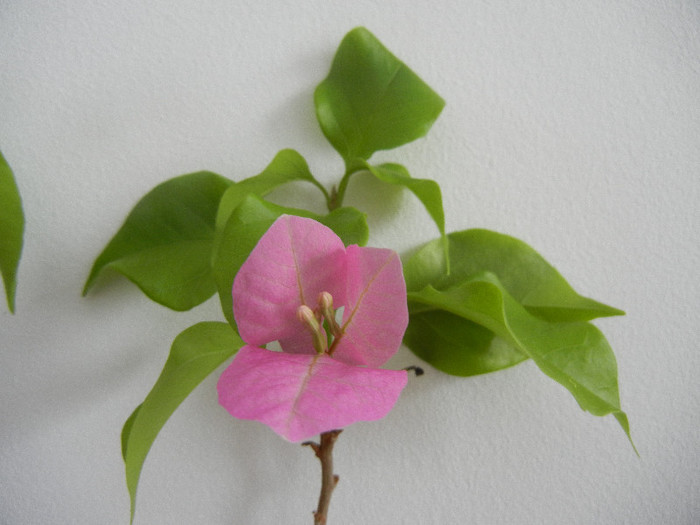 Bougainvillea Vera Pink (2012, Dec.11)