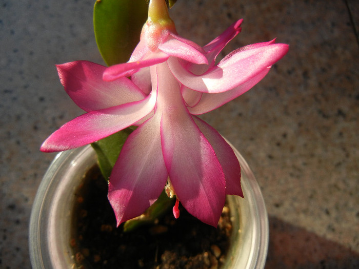 Pink Schlumbergera (2012, December 04) - Schlumbergera Pink