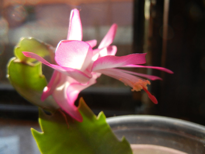 Pink Schlumbergera (2012, December 04) - Schlumbergera Pink