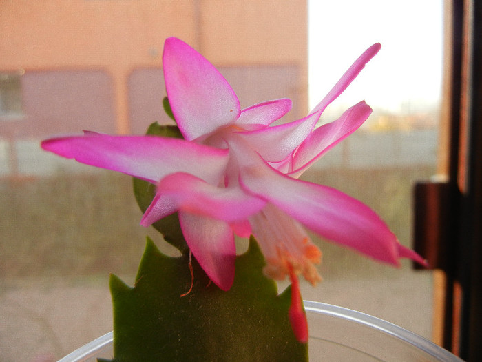 Pink Schlumbergera (2012, December 04) - Schlumbergera Pink