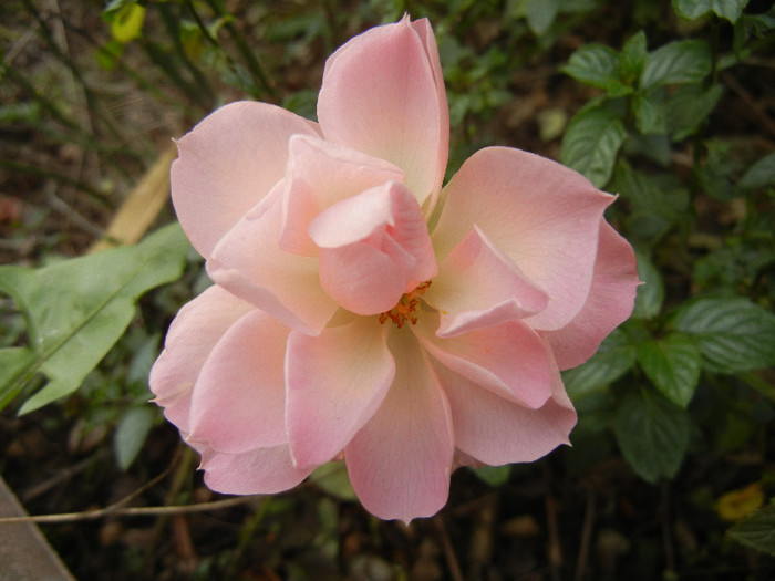 Pink Miniature Rose (2012, Dec.01) - Miniature Rose Pink