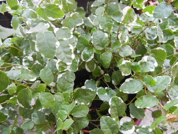 Ficus pumila White Sunny (2012, Dec.10) - Ficus pumila White Sunny