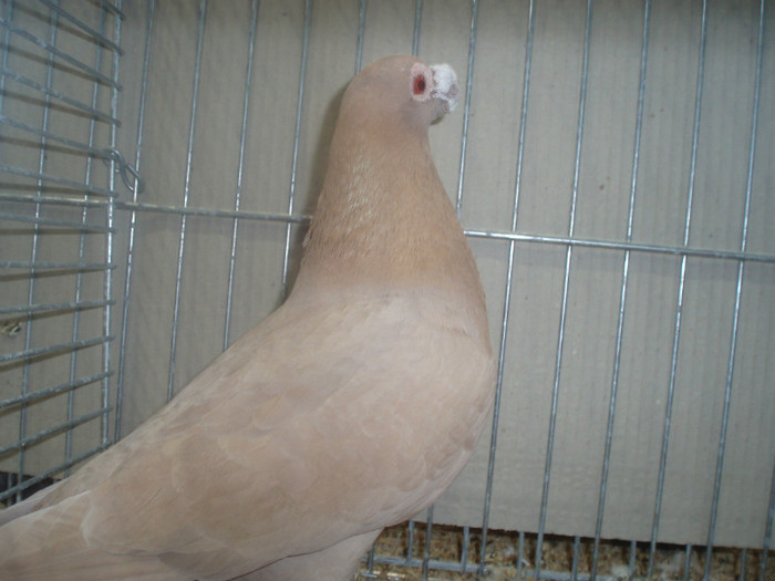 PC072271