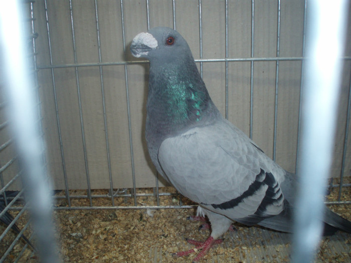 PC072279