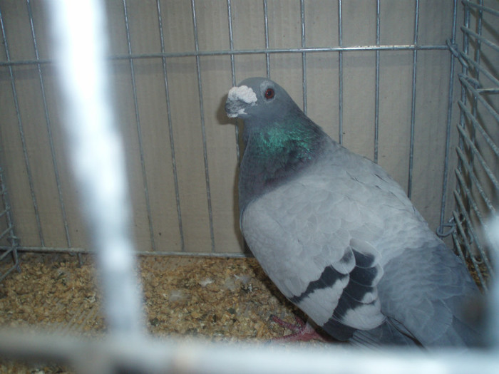 PC072284