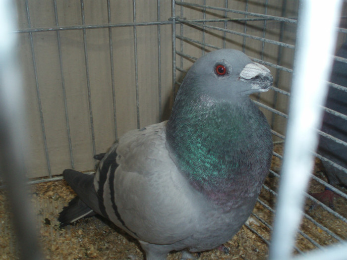 PC072286