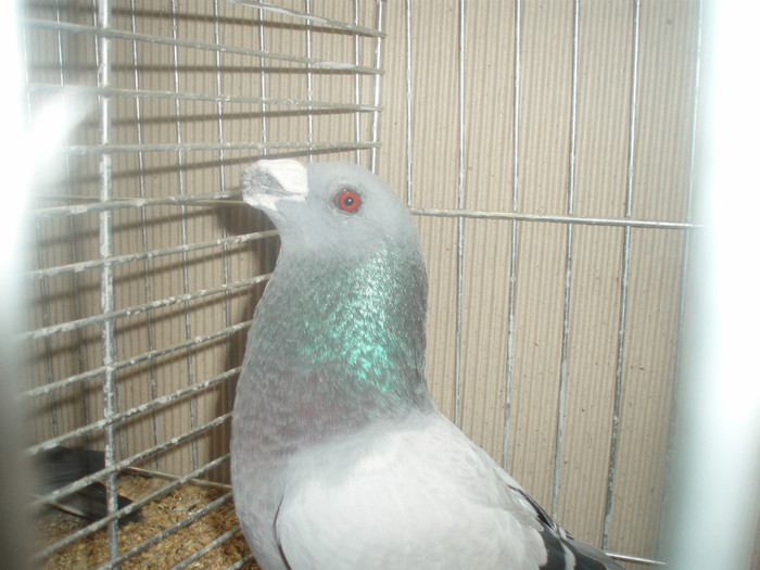 PC072295