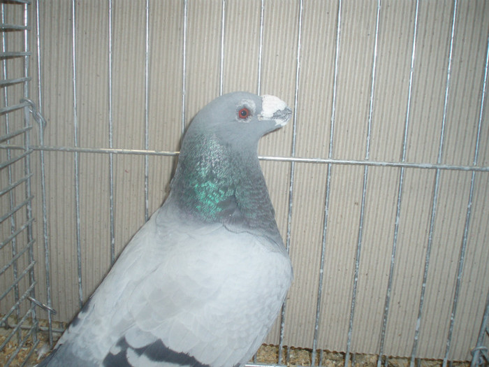 PC072296