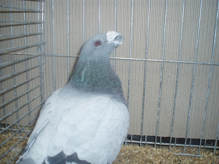 PC072297
