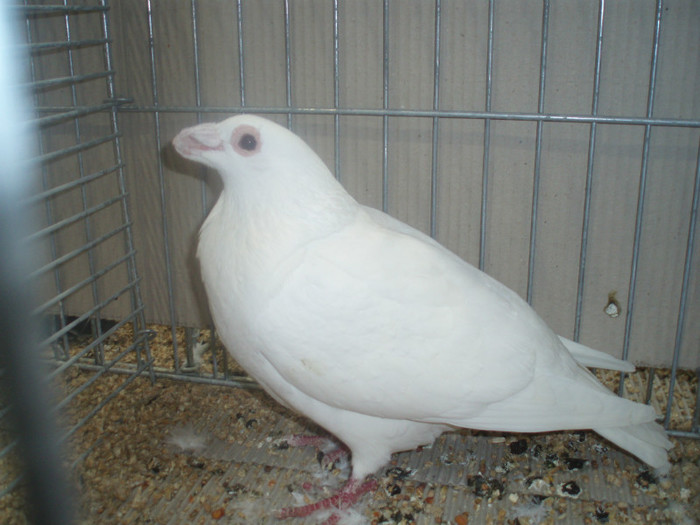 PC072299