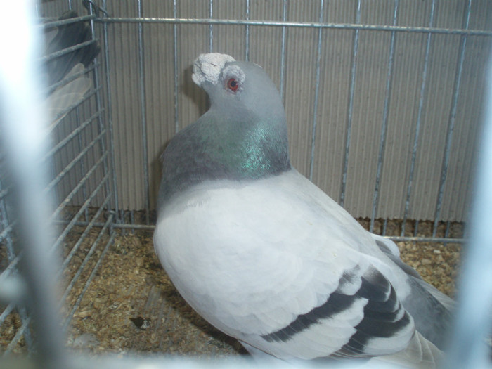 PC072309
