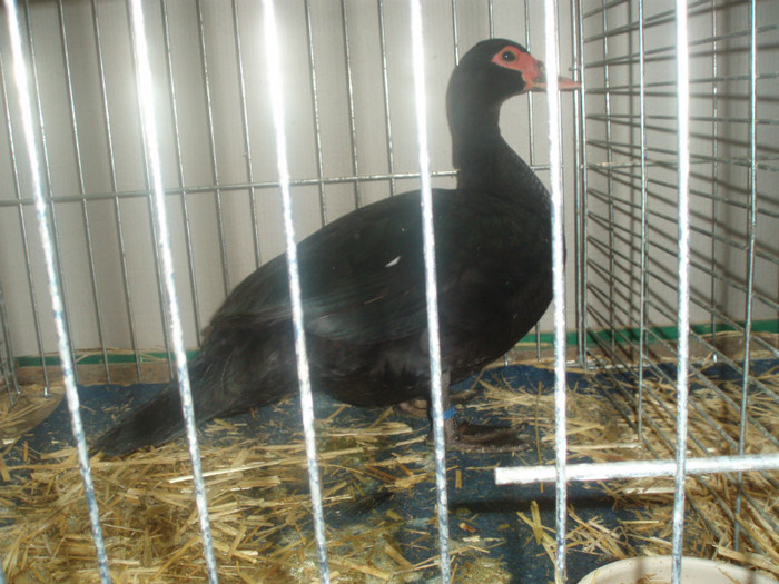 PC072335