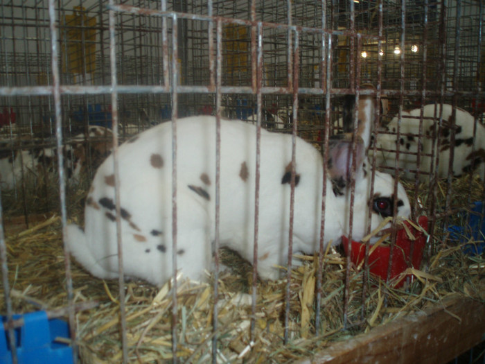 PC072384