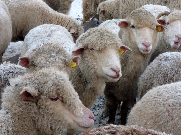 oi tigai Bran; oite turma mioare iarna iernat munte simon tigai de bran oi
