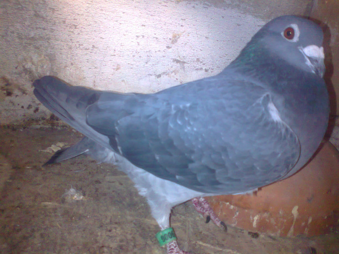 ro 2010 orig kelemen csaba - matca