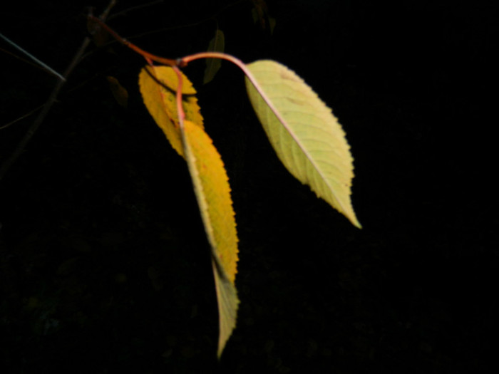 DSCN2867