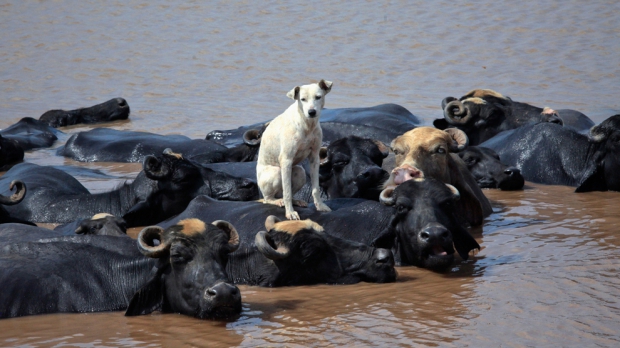 7-cele-mai-frumoase-fotografii-cu-animale-ale-anului-2012