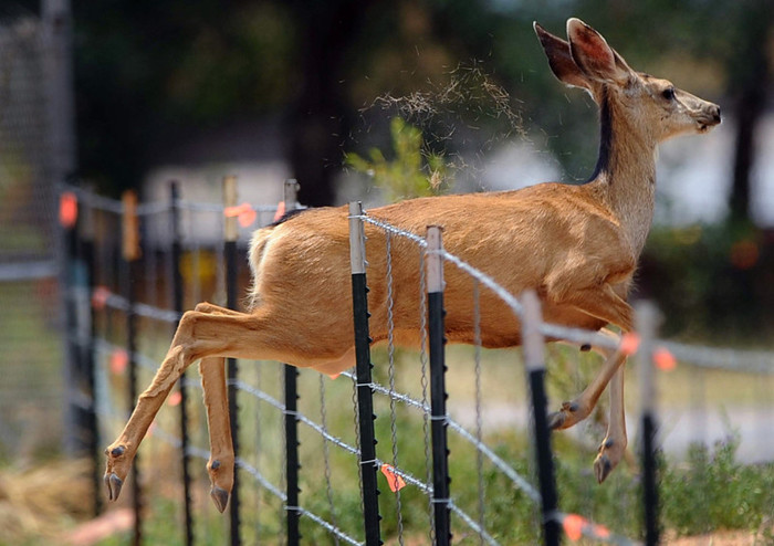 7-cele-mai-frumoase-fotografii-cu-animale-ale-anului-2012-5