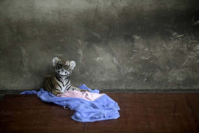 7-cele-mai-frumoase-fotografii-cu-animale-ale-anului-2012-6