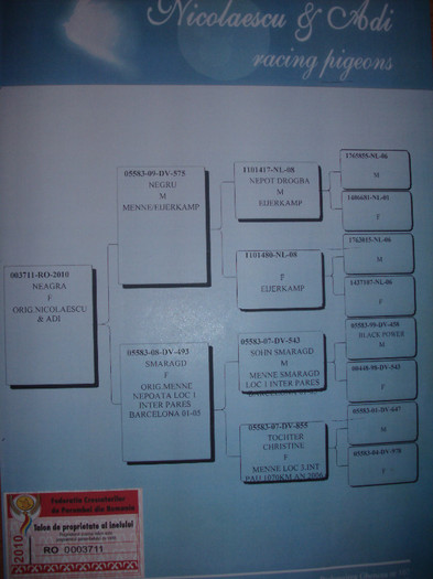 GEDC0975 - Certificate origine porumbei