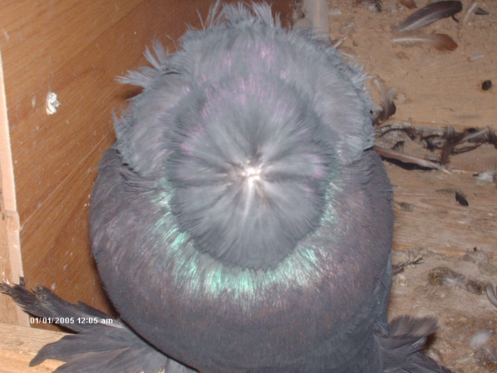 Picture 040 - buhara matca pe 2013