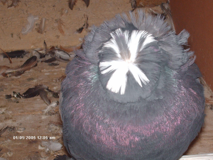 Picture 041 - buhara matca pe 2013