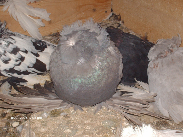 Picture 043 - buhara matca pe 2013