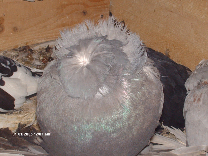 Picture 044 - buhara matca pe 2013