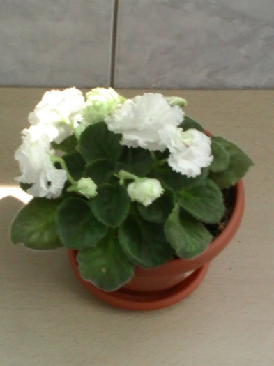 PIC_0117 - VIOLETE 2012