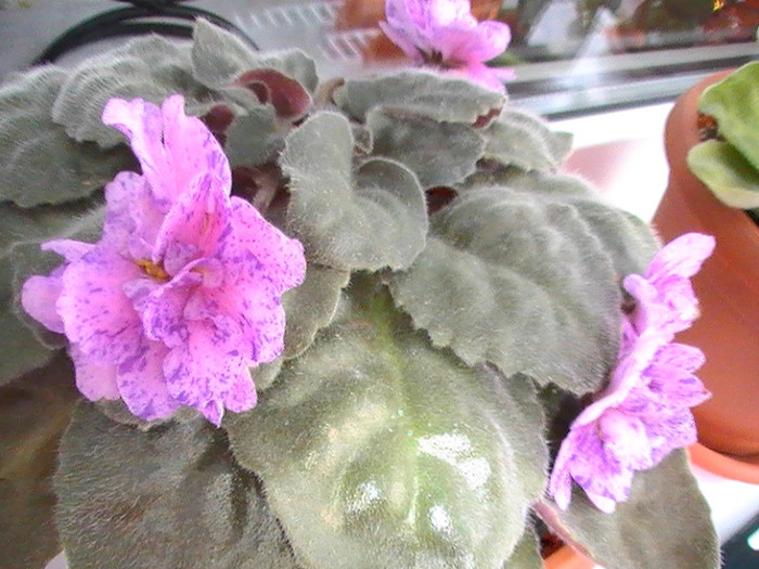 PIC_0181 - VIOLETE 2012