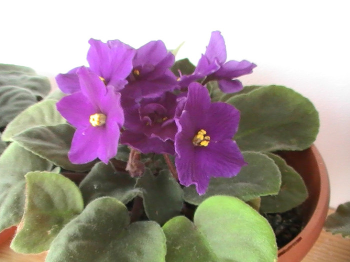 PIC_0191 - VIOLETE 2012