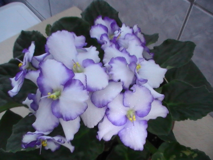 PIC_0207 - VIOLETE 2012