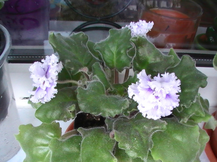 PIC_0209 - VIOLETE 2012