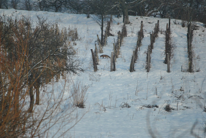 cumatra in vie - Peisaje si animale