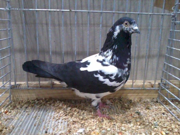 56709a tippler englez expo - 1524 4 zb juc