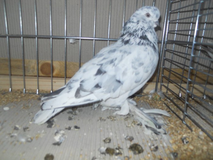 57693a j limerik